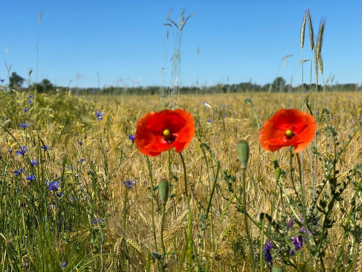 Ferienapartments Spreewaldwiesen Vetschau Zewnętrze zdjęcie