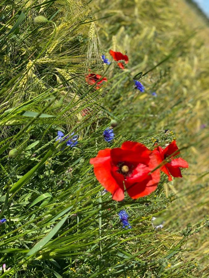 Ferienapartments Spreewaldwiesen Vetschau Zewnętrze zdjęcie